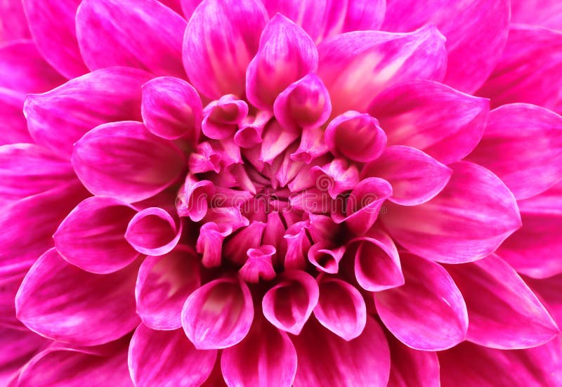 Abstract macro of pink dahlia daisy flower with lovely petals