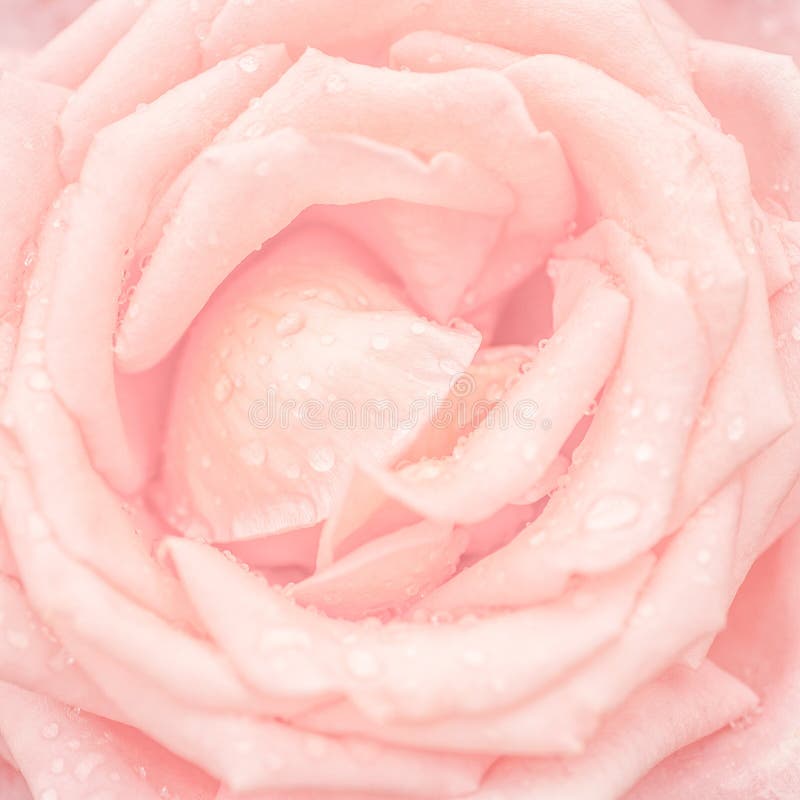 Abstract macro shot of beautiful pink rose flower with water drops. Floral background with soft selective focus, shallow depth of