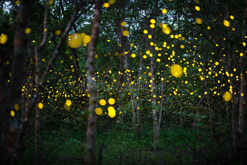 Firefly, Lightning Bugs Flying at Night in the Forest Stock Image
