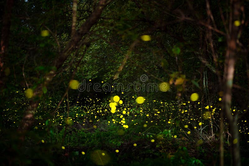 Firefly, Lightning Bugs Flying at Night in the Forest Stock Image
