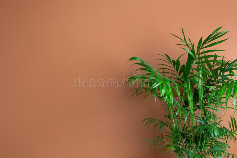 Abstract Modern Interior with Green Plant, Dark Orange Wall Background