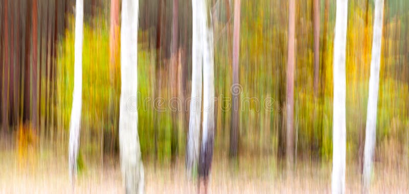 Abstract motion blurred trees in a forest