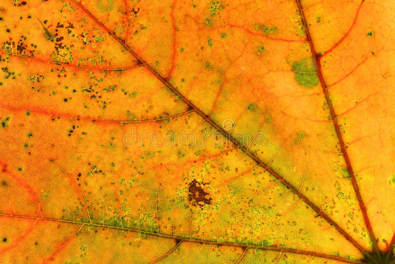 Abstract multicolored autumn leaf
