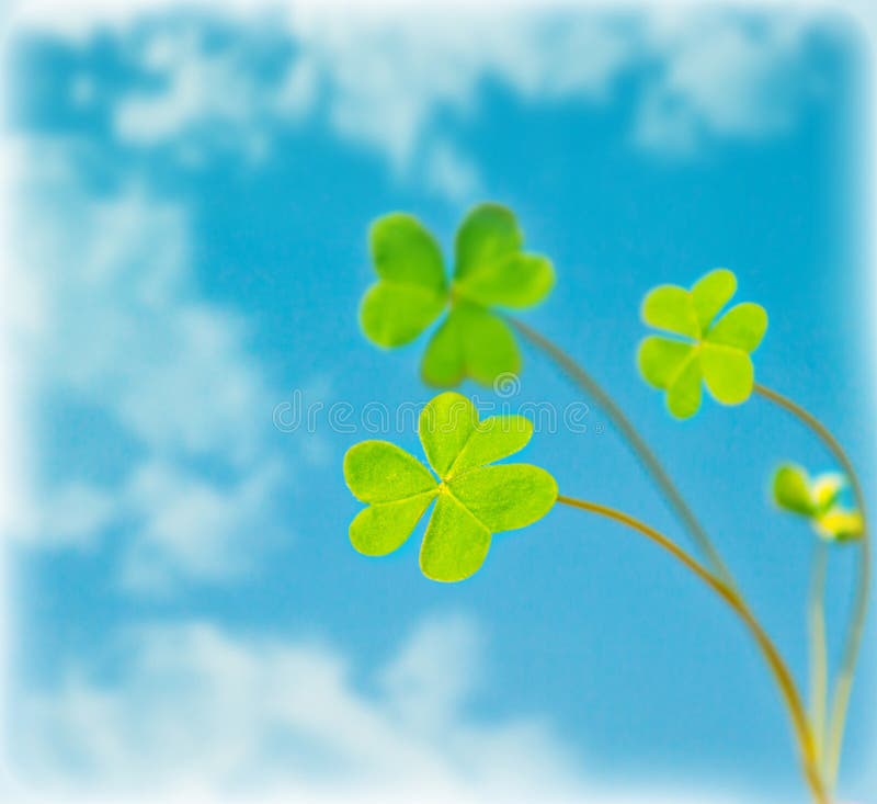 Abstract natural background, clover over sky stock image Abstract natural background, clover over sky stock image