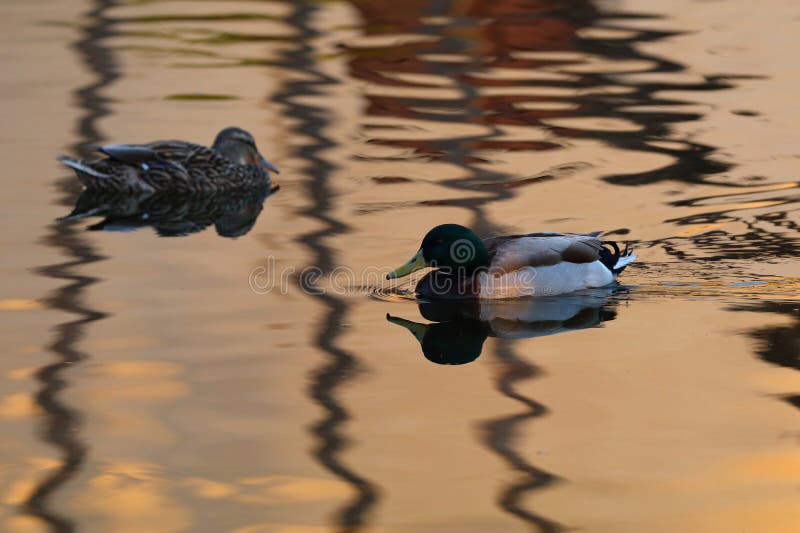 Abstract Natural Background - Waterlily Reflection Pool - Duck Swimming at Botanical Building at Balboa Park in San Diego California. HTBphotos by John and Katharina Notarianni for website backgrounds print news and other media.