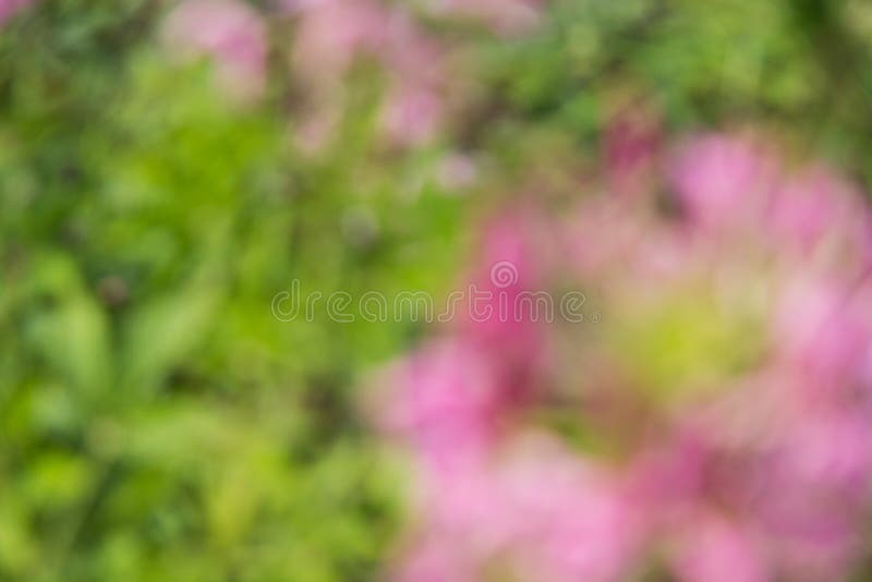 Abstract natural colorful background royalty free stock images