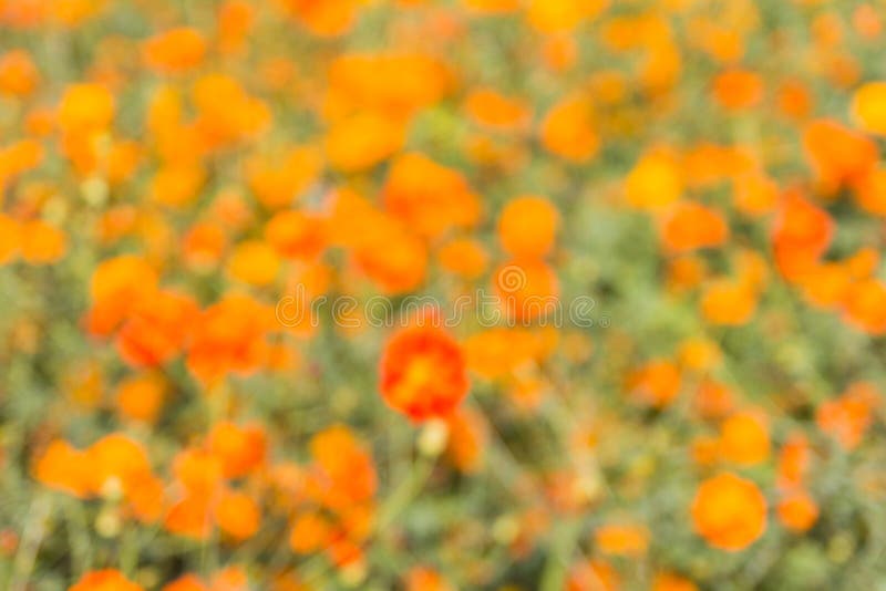 Abstract natural colorful background royalty free stock images