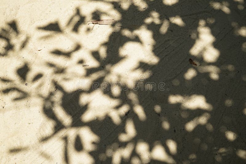 Abstract natural pattern of big tree shadow on light brown soft sand surface road of temple ground with light car tyre track