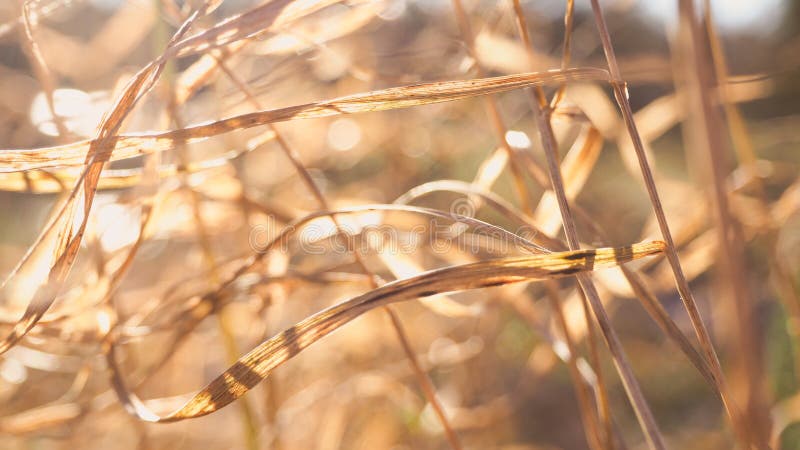 Abstract nature background with blur and grass, snow and sun.