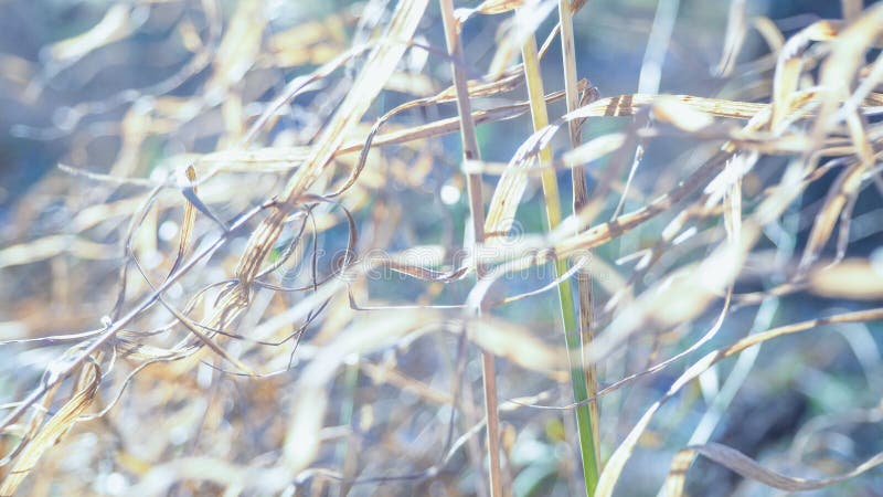 Abstract nature background with blur and grass, snow and sun.