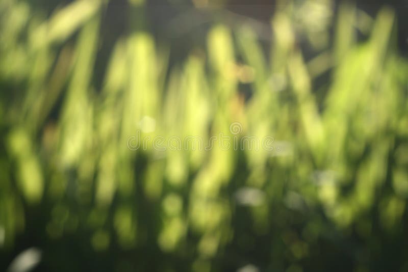 Abstract Nature Green Blur Background Stock Image - Image of bokeh