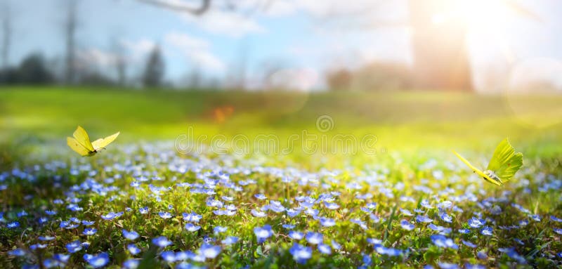 Abstract nature spring Background; spring flower and butterfly royalty free stock photo