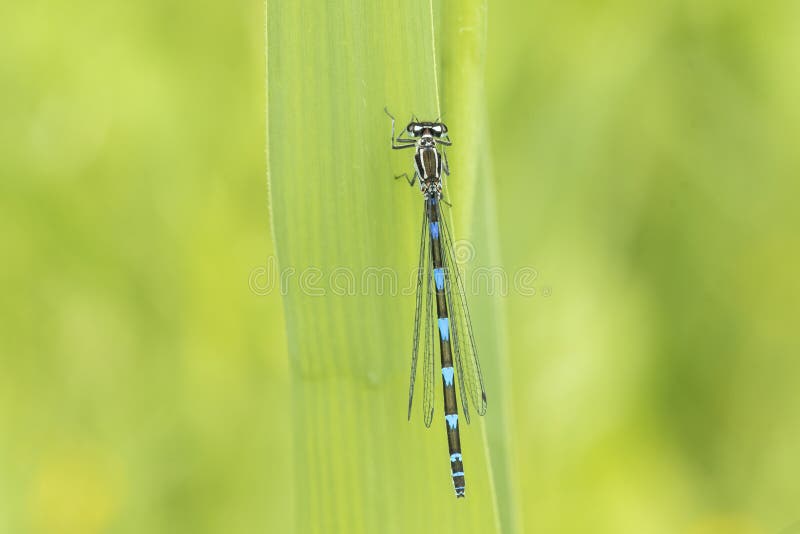 Abstract nature variable damselfly