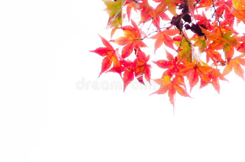 Abstract onduidelijk beeld rood blad op de de herfsttijd royalty-vrije stock foto Abstract onduidelijk beeld rood blad op de de herfsttijd royalty-vrije stock foto