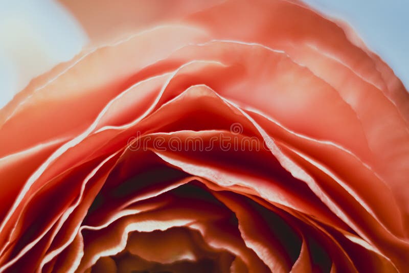 Abstract Orange Flower Petals Design Background Stock Photo Image of