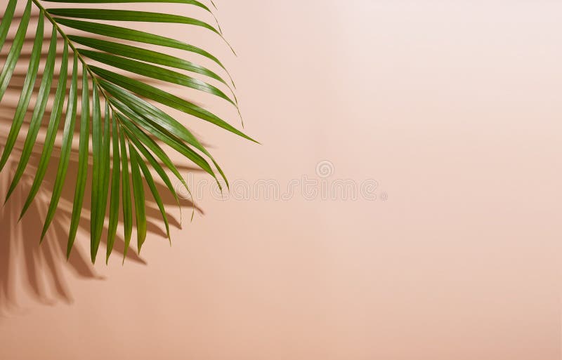 Abstract palm leaf and shadow reflection on colorful background