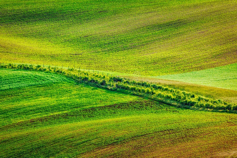 Abstract pattern of rolling fields