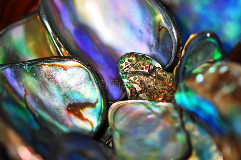 A close up macro image of small bits of paua shell showing all the different vibrant and natural colorful shells which are native to and found on the island of New Zealand. A close up macro image of small bits of paua shell showing all the different vibrant and natural colorful shells which are native to and found on the island of New Zealand.