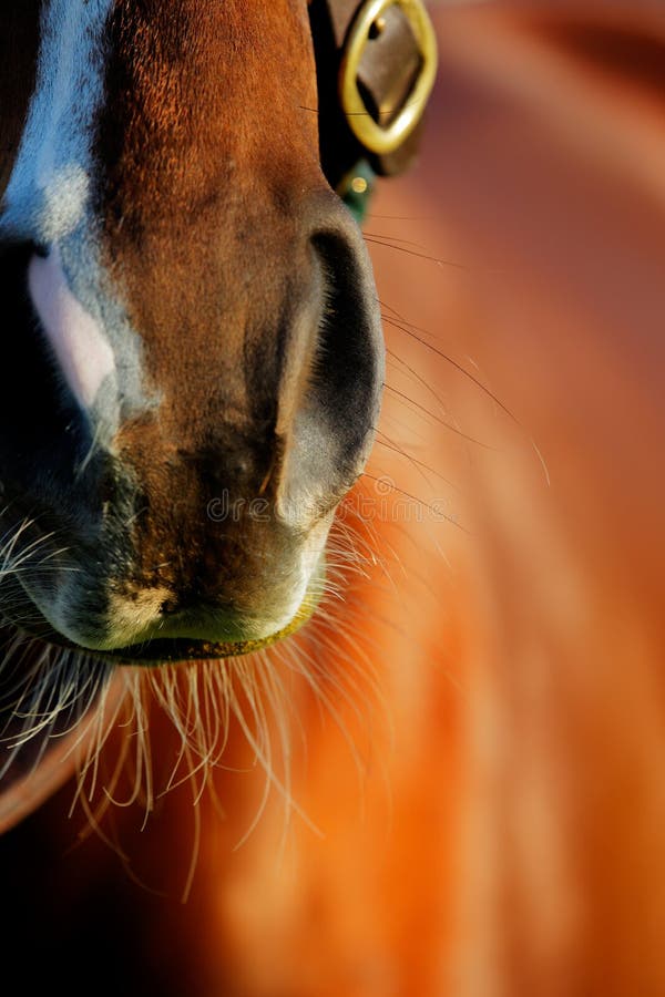 An abstract photo of the Thoroughbred racing horse