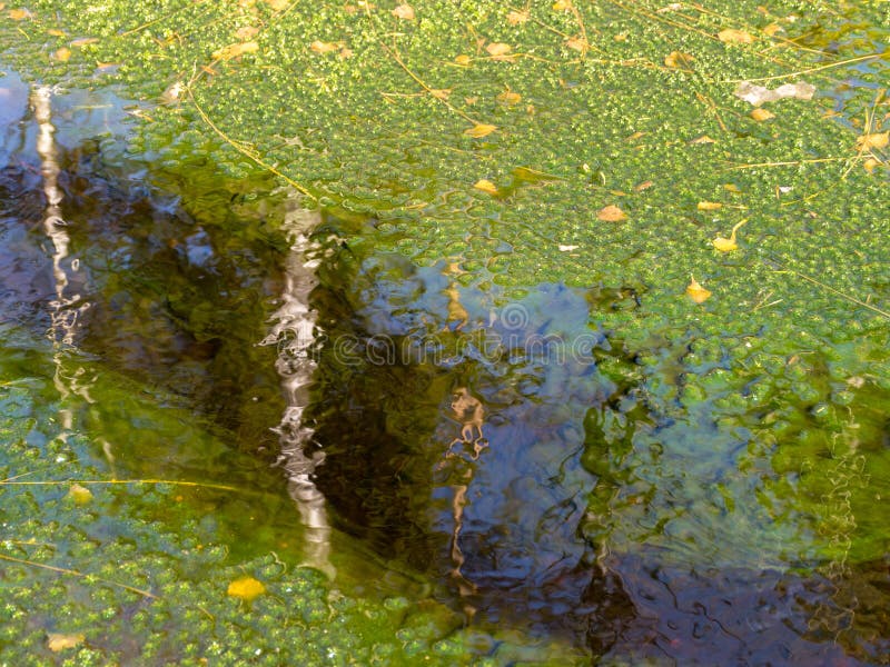 Abstract Picture with Bright Green Aquatic Plants in a Bog Stock Photo ...