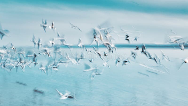 Abstract picture from a gruop seabirds on the air