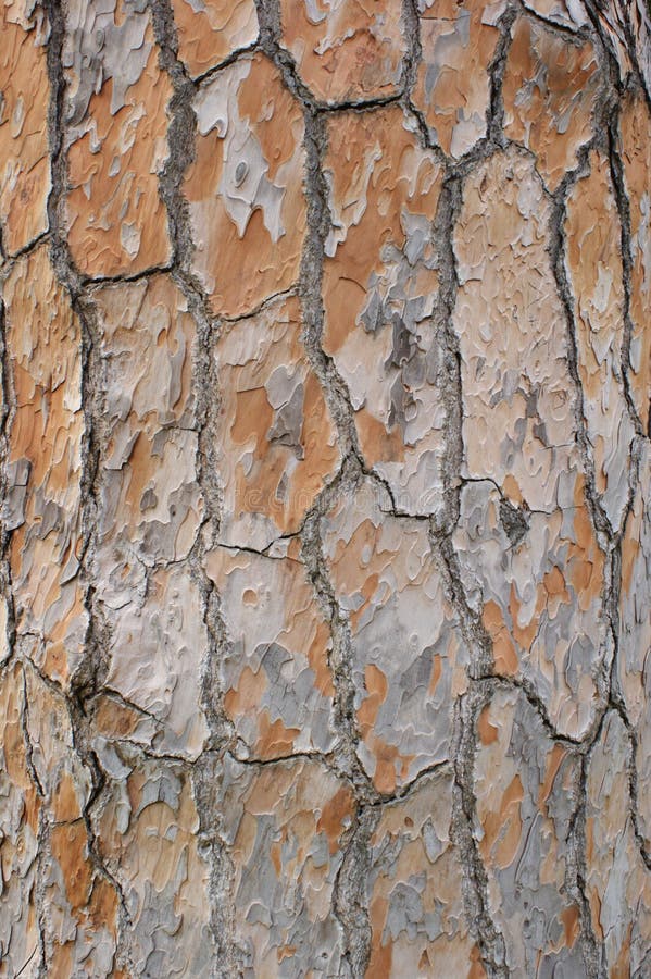 Abstract pine Wood Texture Bark stock photo