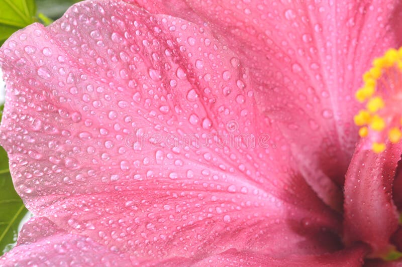 Abstract pink flower petal background