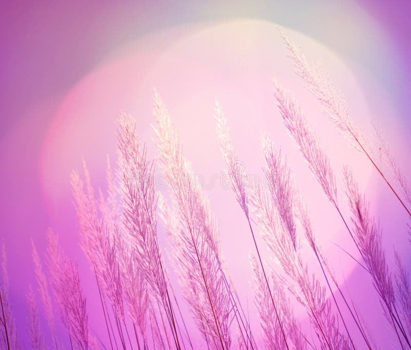 Abstract pink lighting softness Feather Grass background stock images Abstract pink lighting softness Feather Grass background stock images