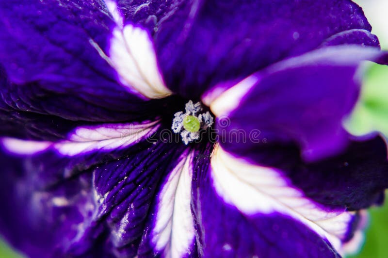 Abstract Purple Flower Background Stock Image Image of life, flower
