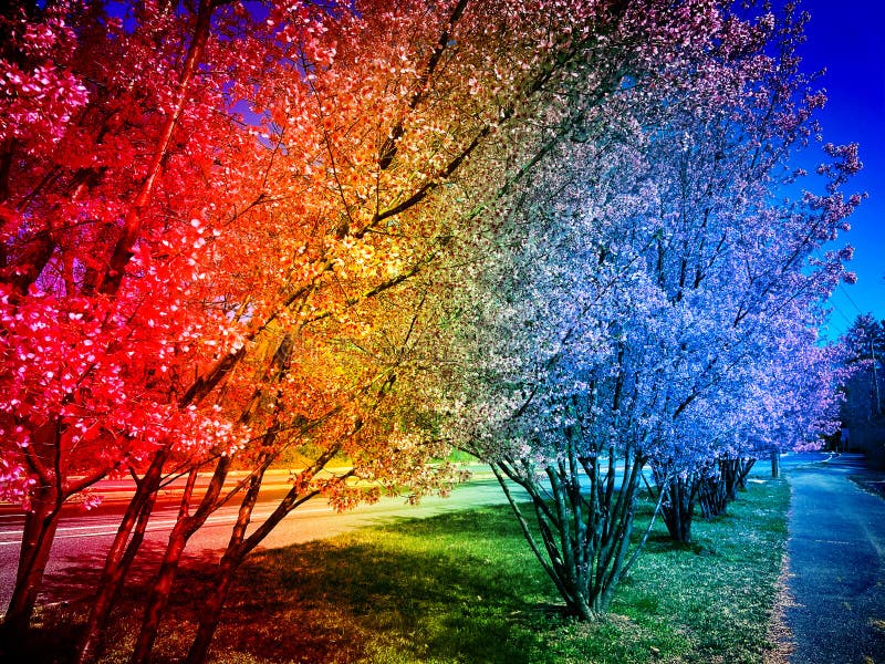 Abstract Rainbow Cherry Blossoms Row Foto de archivo - Imagen de ...