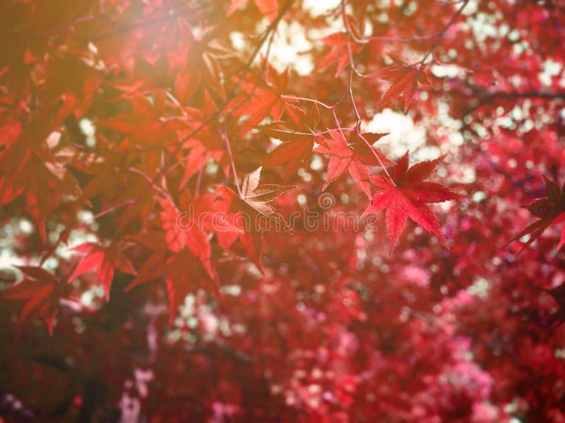 Abstract red maple tree in autumn fall