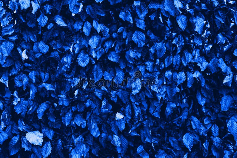 Abstract Retro Blue Leaves, Blue Leaf Texture Backgrounds Stock Image -  Image of plant, flower: 171942247