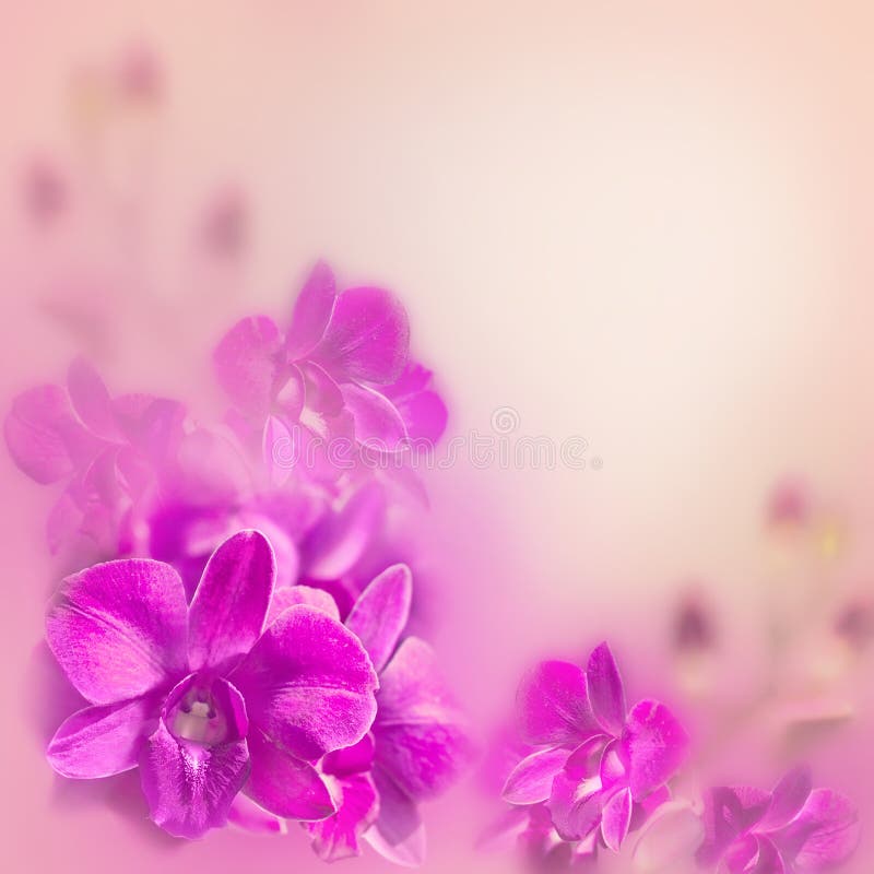 Abstract romantic floral background with orchid