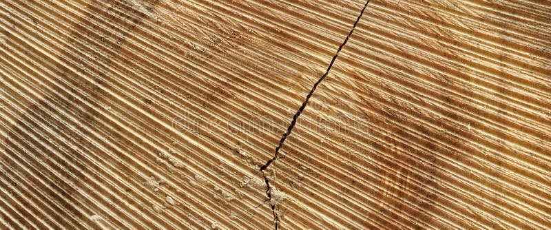 Abstract Rough Pine Wood Grain Wide Texture Close-up royalty free stock photography