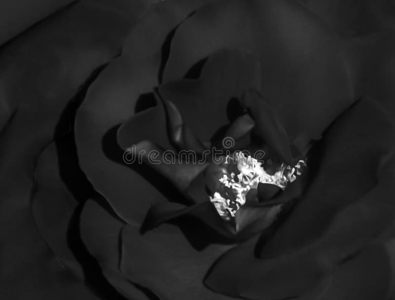 Abstract satin textured black flower with a white center background stock images Abstract satin textured black flower with a white center background stock images