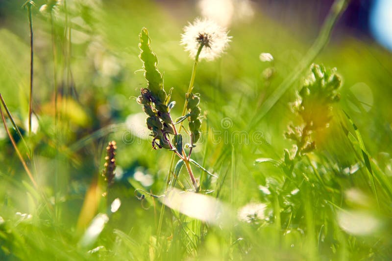 Abstract scenery of flowers in a meadow. Green colors and back sunlight.
