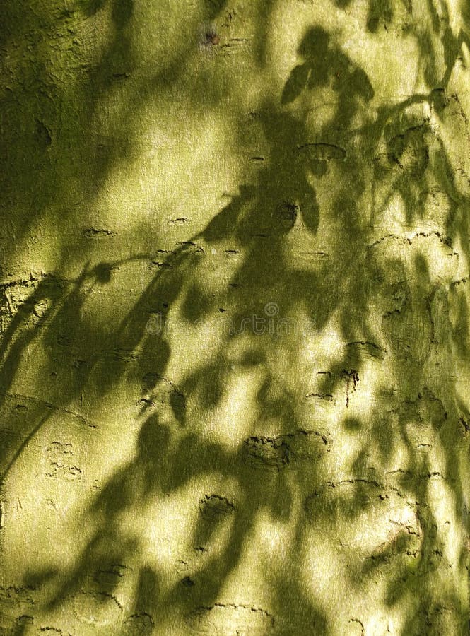 Abstract shadows of leaves on green tree bark producing delicate patterns in summer sunlight royalty free stock images
