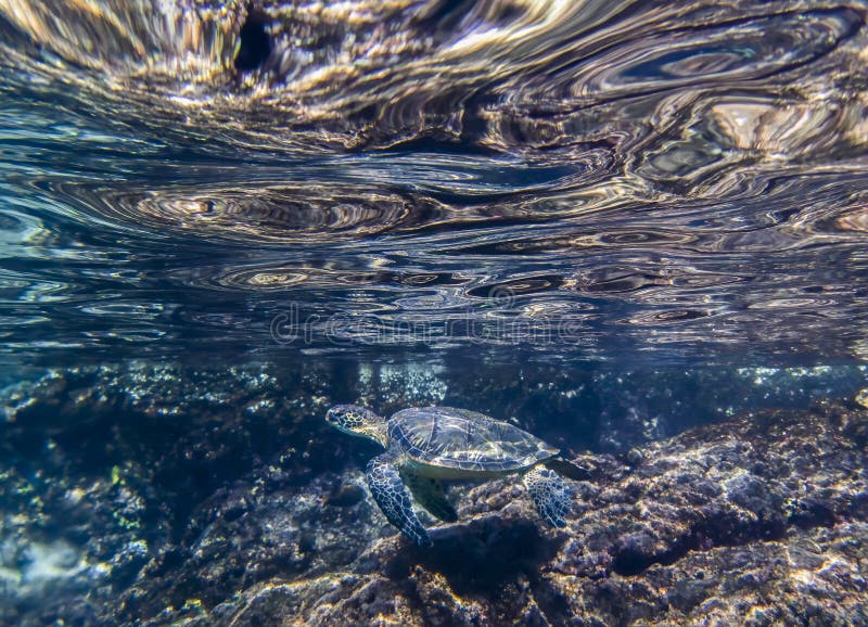 Abstract look at reflection and color just beneath surface of ocean with sea turtle and reef in background. Abstract look at reflection and color just beneath surface of ocean with sea turtle and reef in background