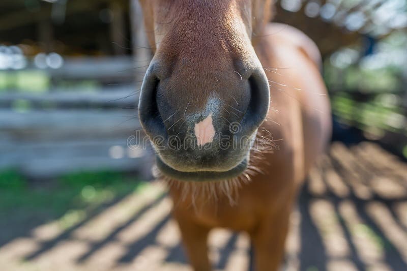 Muzzle of Bay (chestnut) Wild Horse, Named Equus Przewalskii