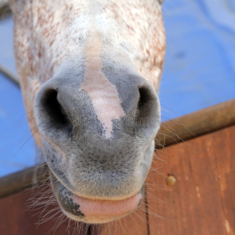 Abstract shot of the muzzle of a horse with blur backgruound