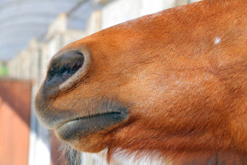 Abstract shot of the muzzle of a horse with blur backgruound