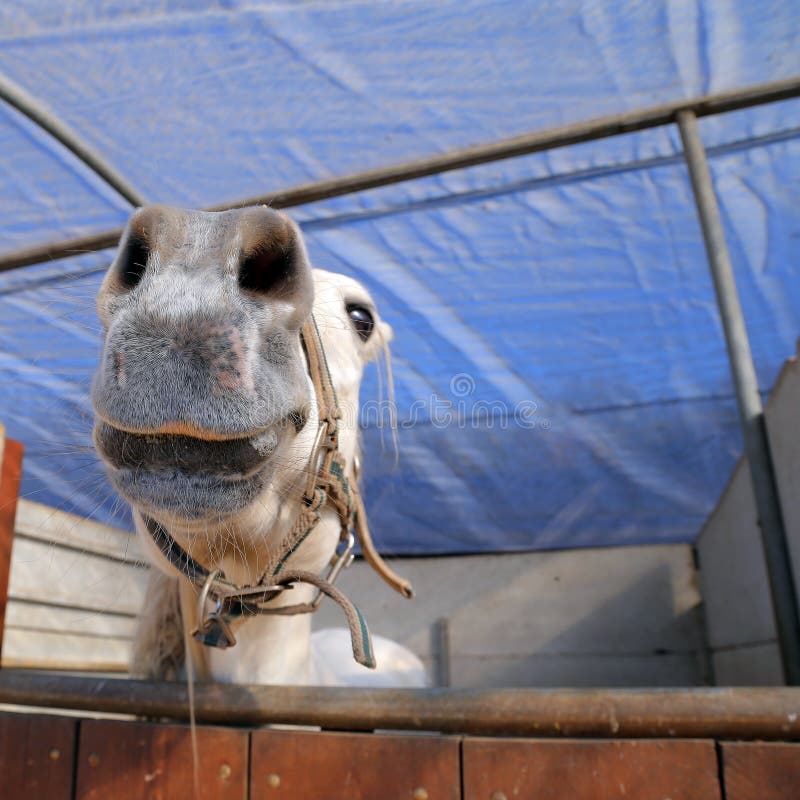 Abstract shot of the muzzle of a horse with blur backgruound