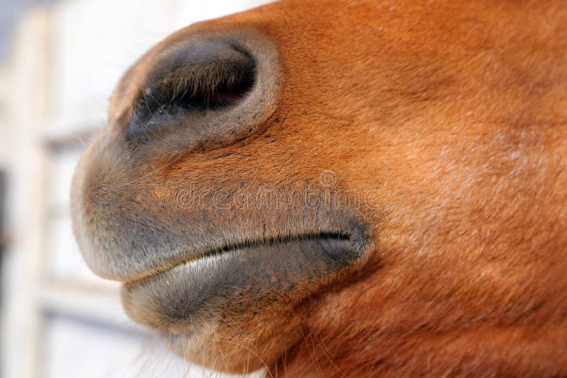 Abstract shot of the muzzle of a horse with blur backgruound