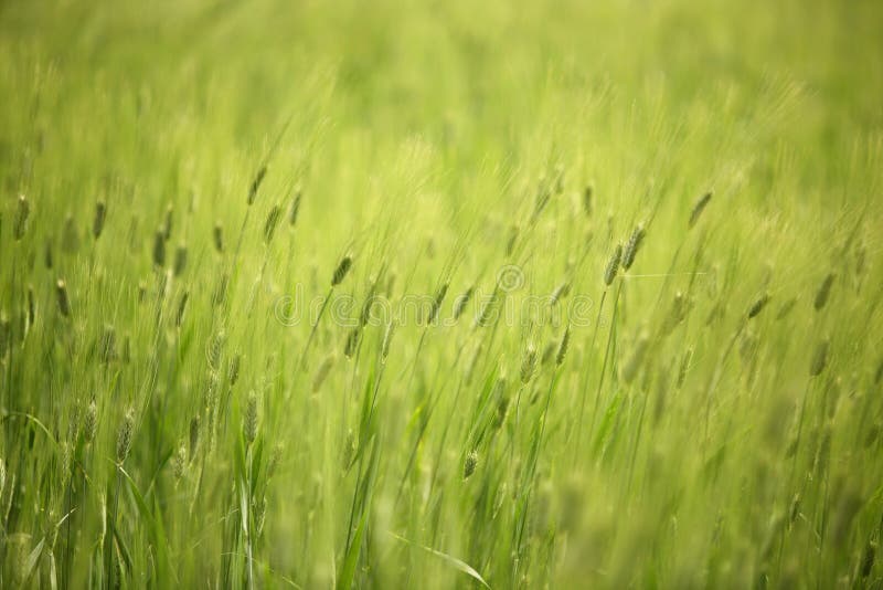 Abstract shot of wheat