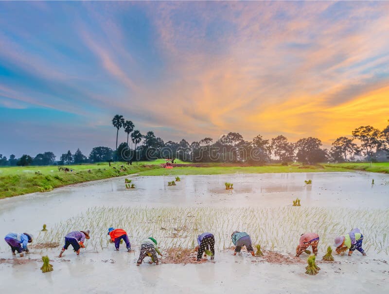 Abstract silhouette of the sunset with the farmer practice, an ancient method,to plantation, green paddy rice field with beautiful royalty free stock image Abstract silhouette of the sunset with the farmer practice, an ancient method,to plantation, green paddy rice field with beautiful royalty free stock image
