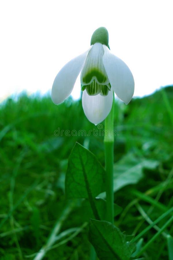 Abstract Snowdrop