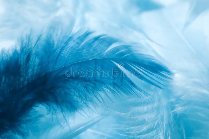 Abstract Soft Blue Feather Background. Closeup of Light and Dark Blue Feathers Stock Photo
