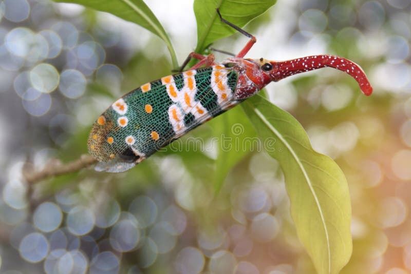 Abstract soft blurred and soft focus of , Lanternflies , Lantern Bugs, Fulgorid bug on longan branches with the bokeh,beam light a stock photo Abstract soft blurred and soft focus of , Lanternflies , Lantern Bugs, Fulgorid bug on longan branches with the bokeh,beam light a stock photo