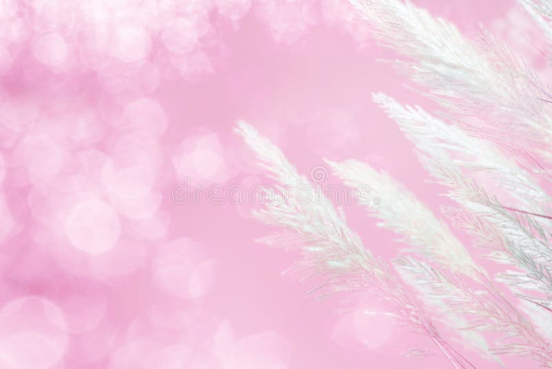 The abstract soft focus of pink lighting softness Feather Grass background