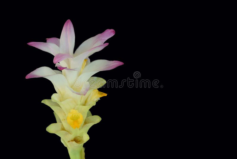 Abstract soft focus of Zingiber, Cassumunar ginger, Zingiberaceae, flower with isolate the black background. The local food and Tha stock photo